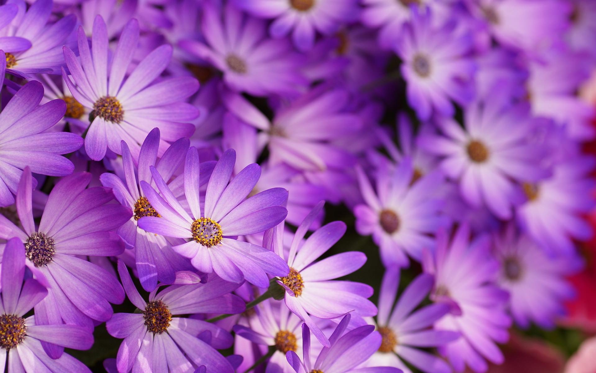 high quality purple floral photo background 