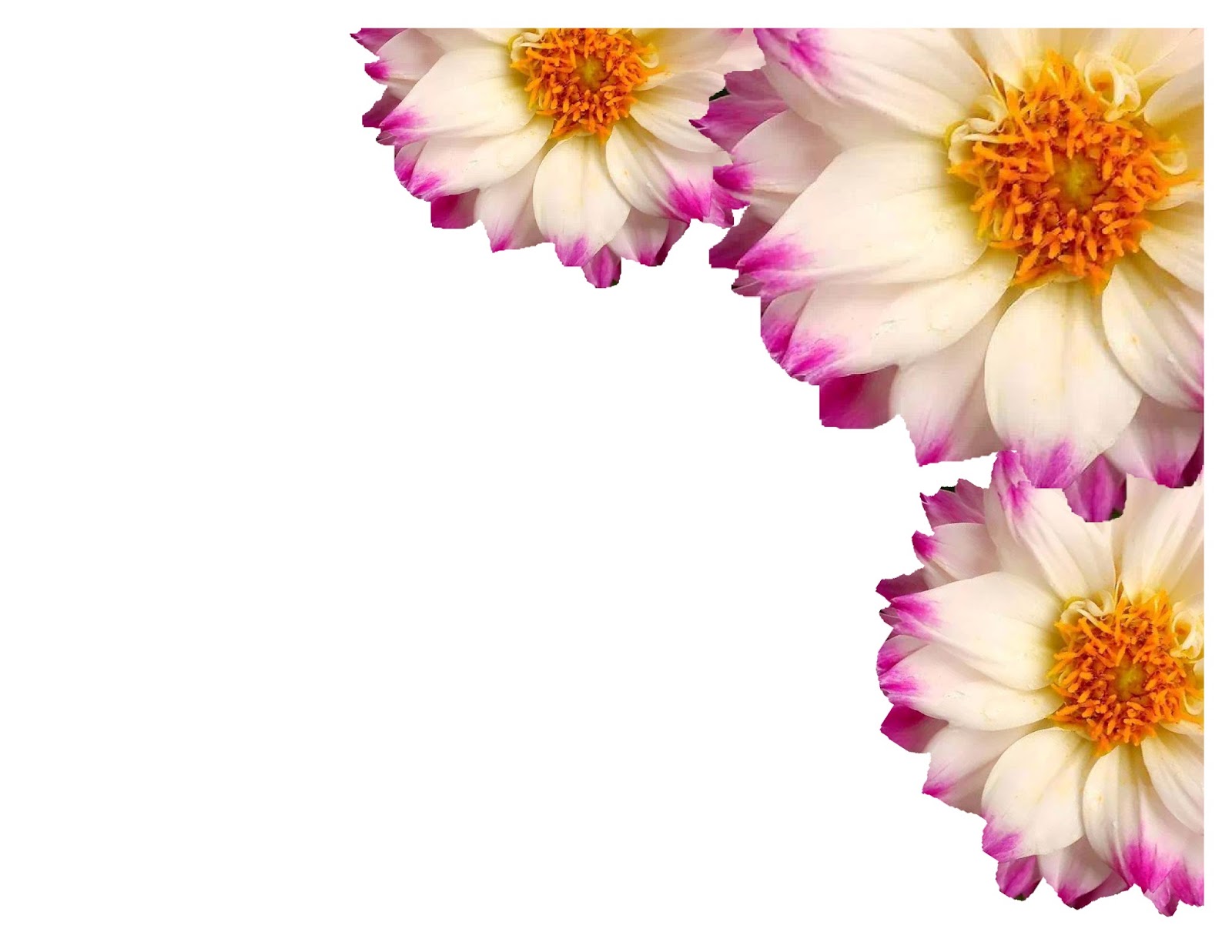 Real beautiful flower border background picture 