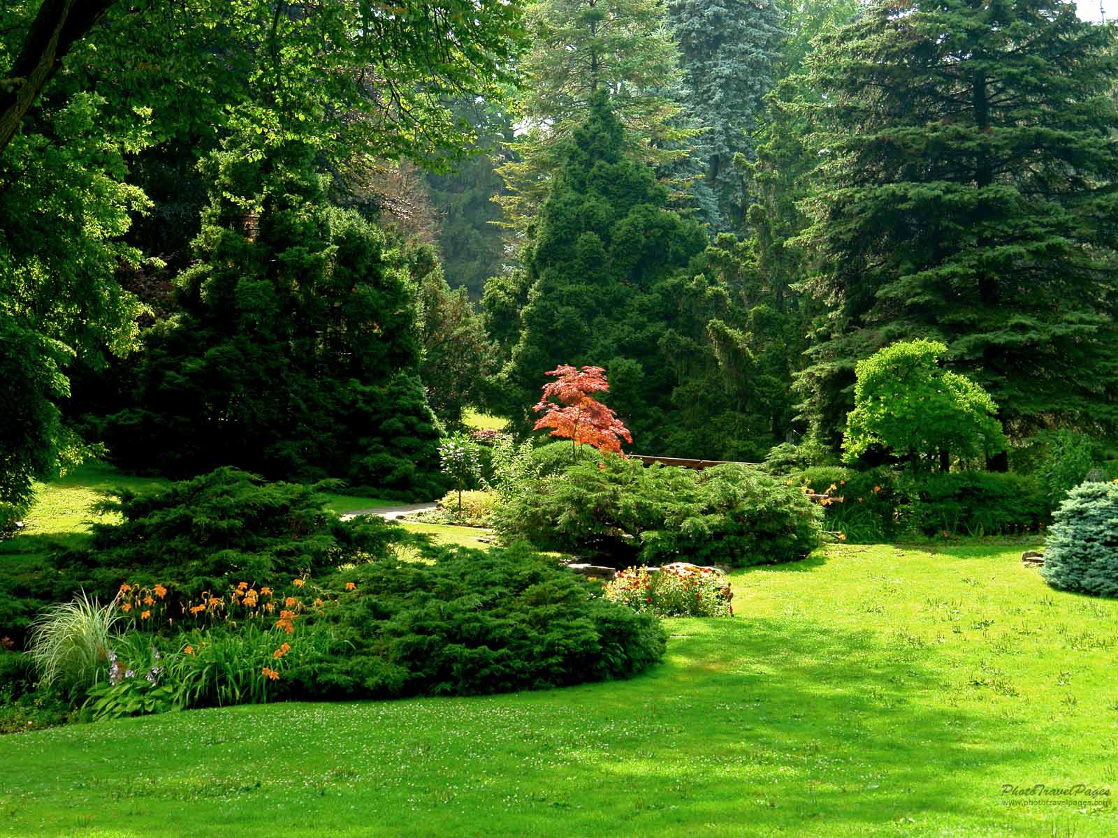plant, tree, green garden ppt backgrounds download 