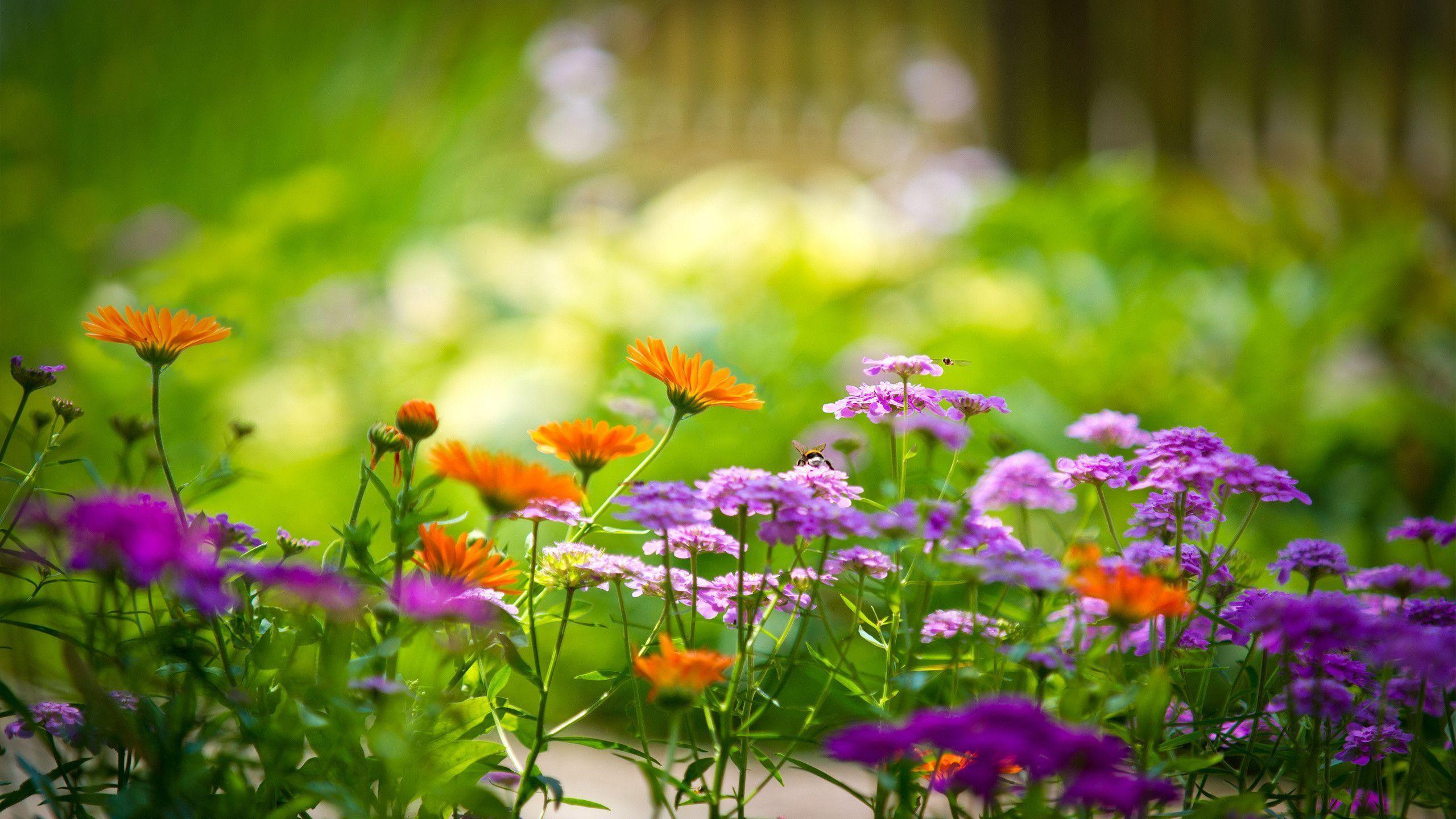 Purple and orange flower garden powerpoint picture free download