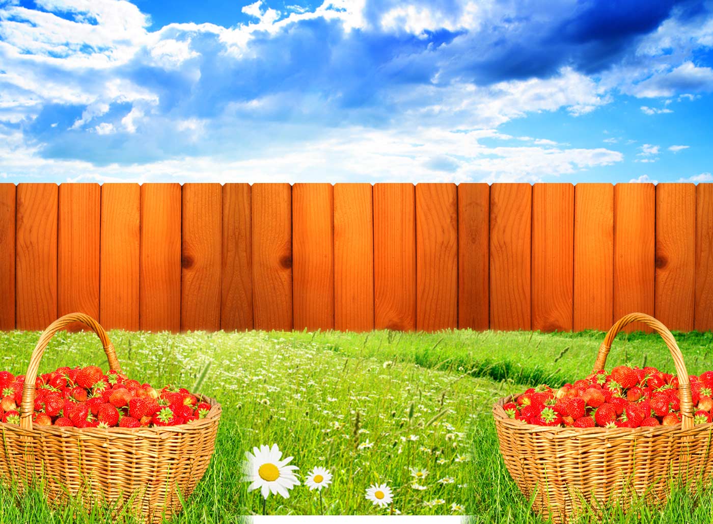 rose, daisies, plant, tree, drawing, strawberry basket and garden hd backgrounds