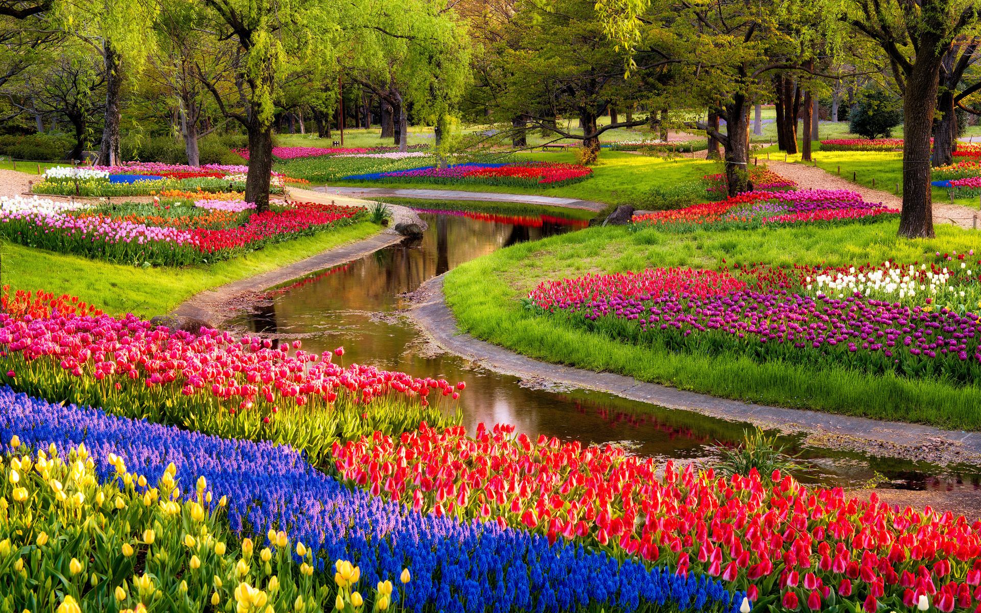 tulips, Lake and colorful garden free backgrounds