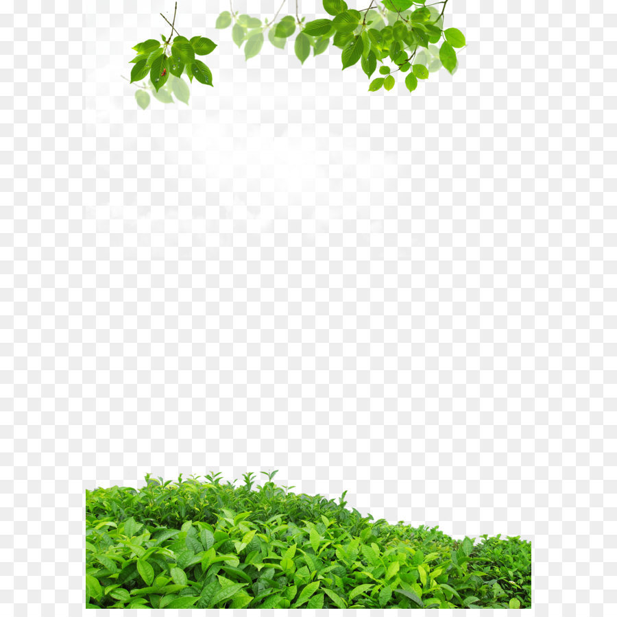 frame, real leaf border background images hd download