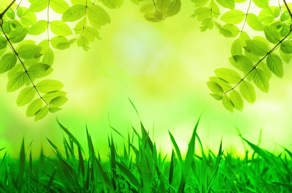 natural spring leaves green photo background ppt