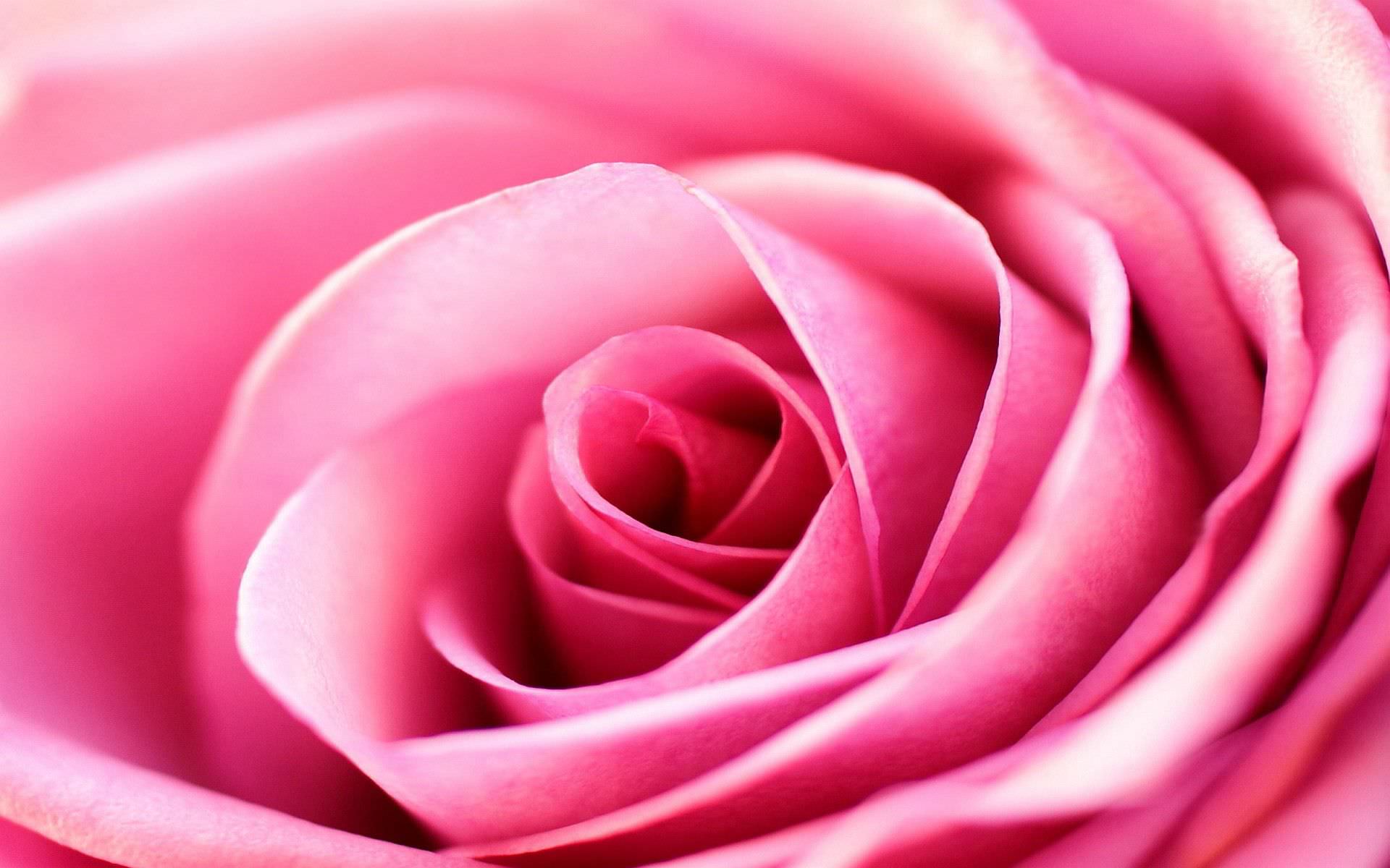 pink roses backgrounds wallpapers images pictures