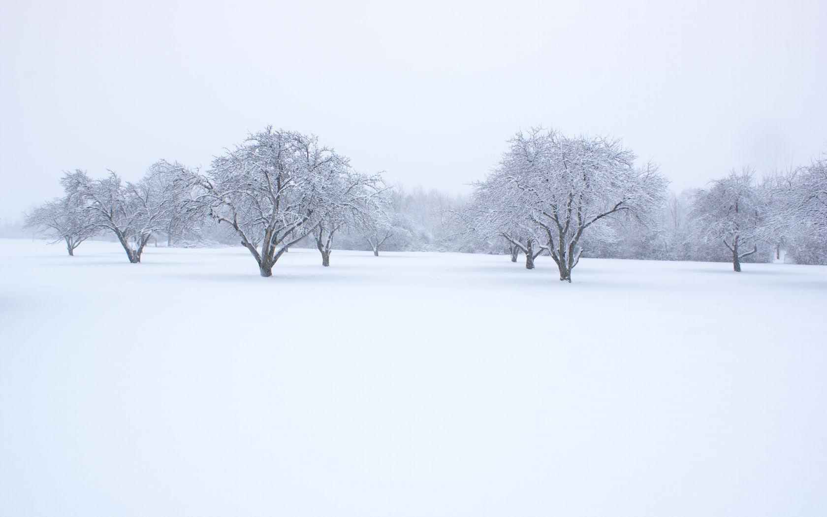 snowy trees hd free download