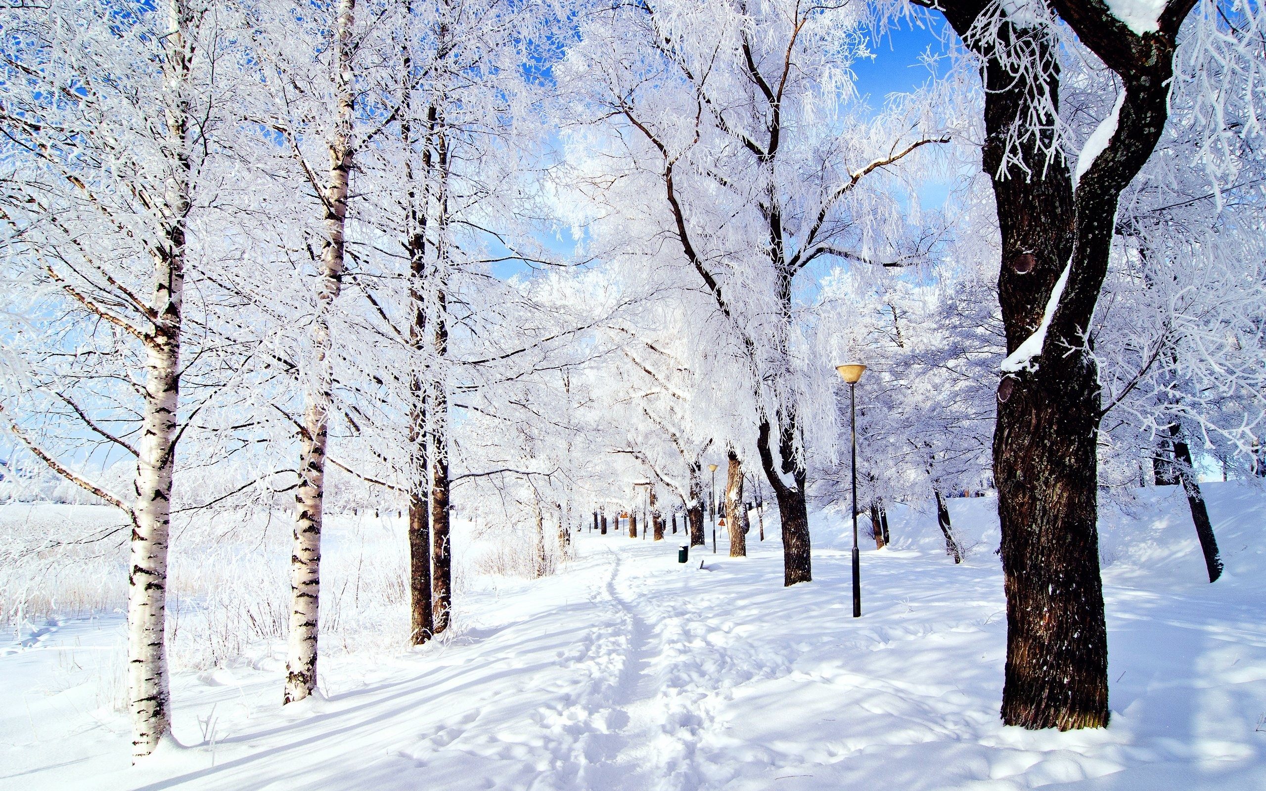 great tree way, snow powerpoint image hd download