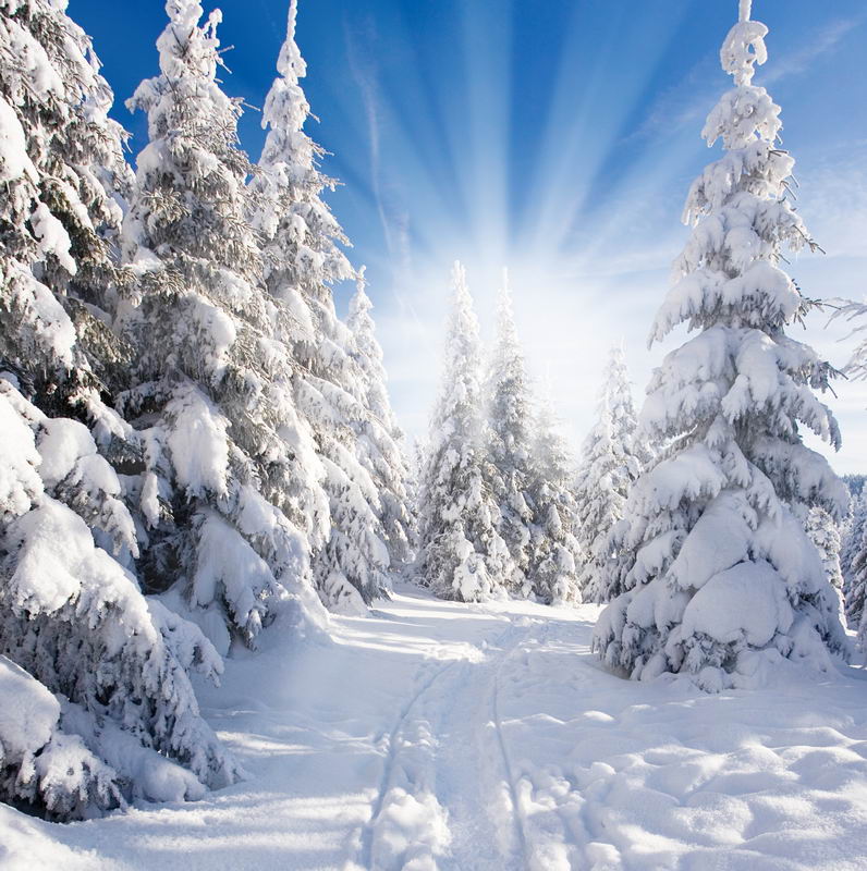 white snow wallpapers phone photos, pine forest trees, sunshine winter