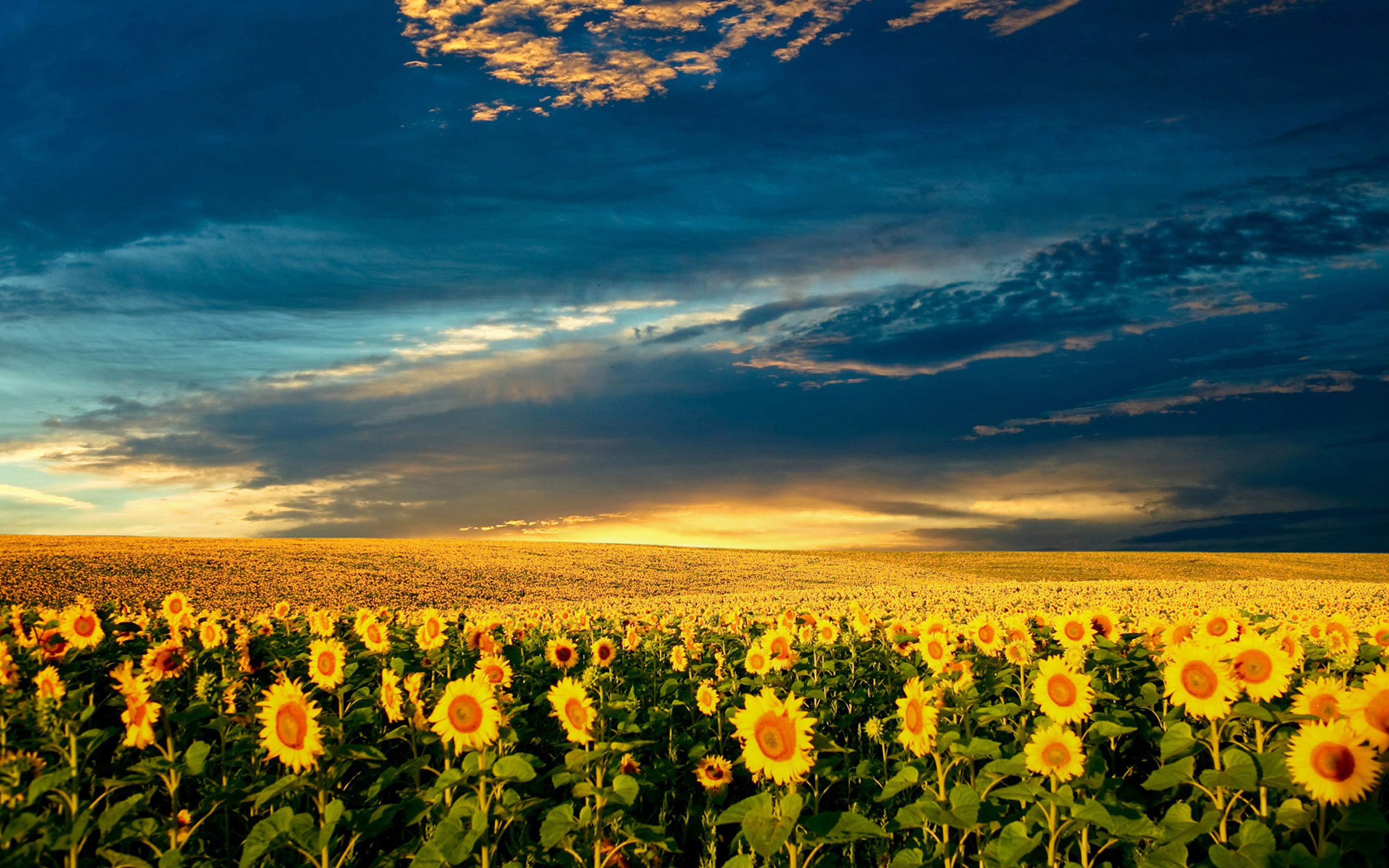 great spring images hd background, blooming sunflowers, view, sky