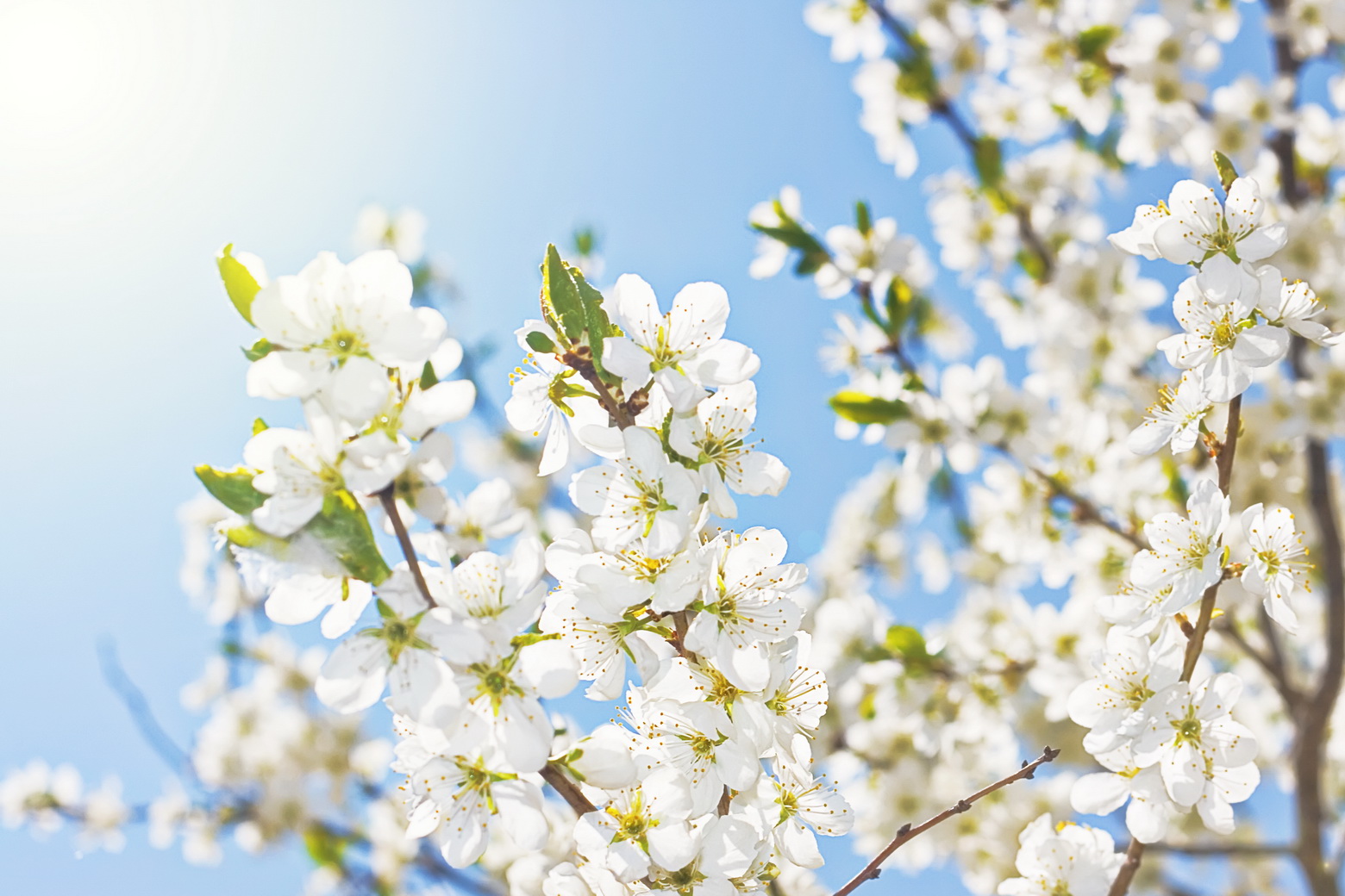 White flowers, spring background free download
