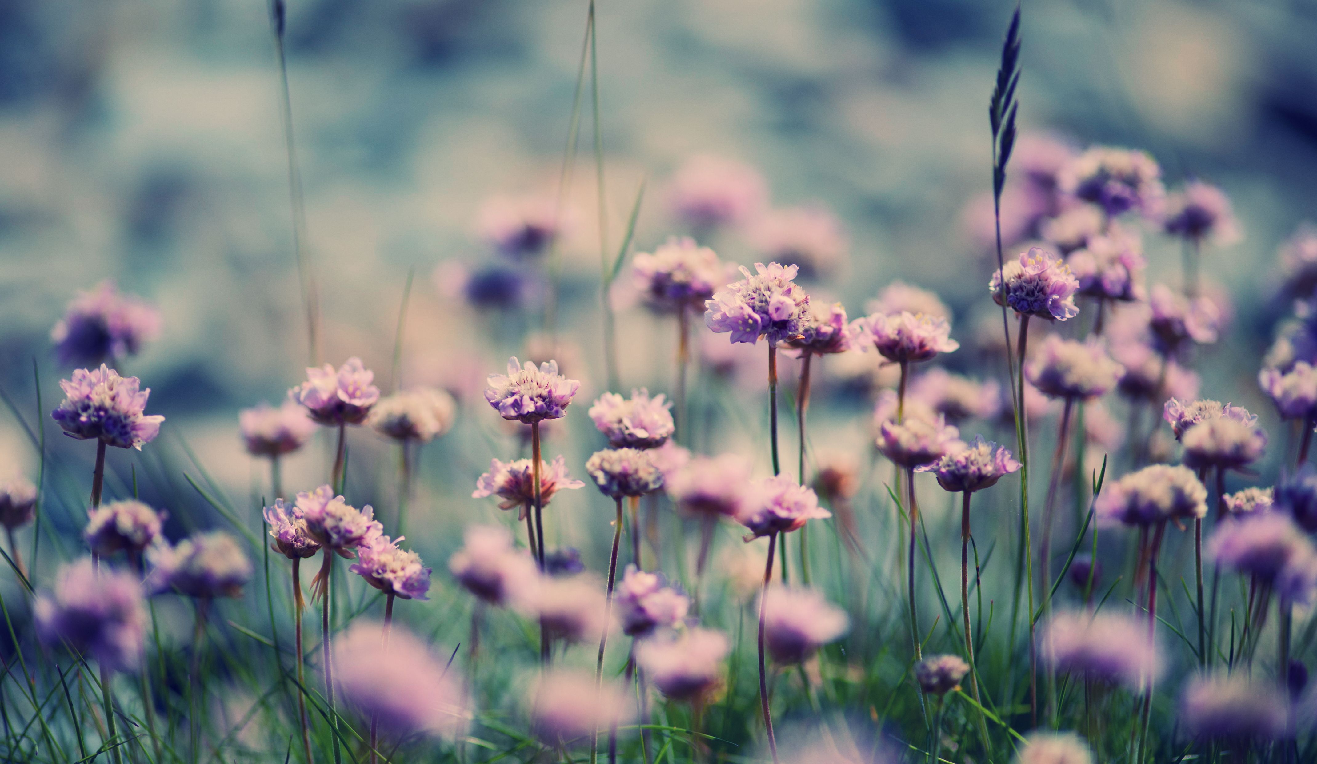 Purple flowers spring wallpapers background ppt download