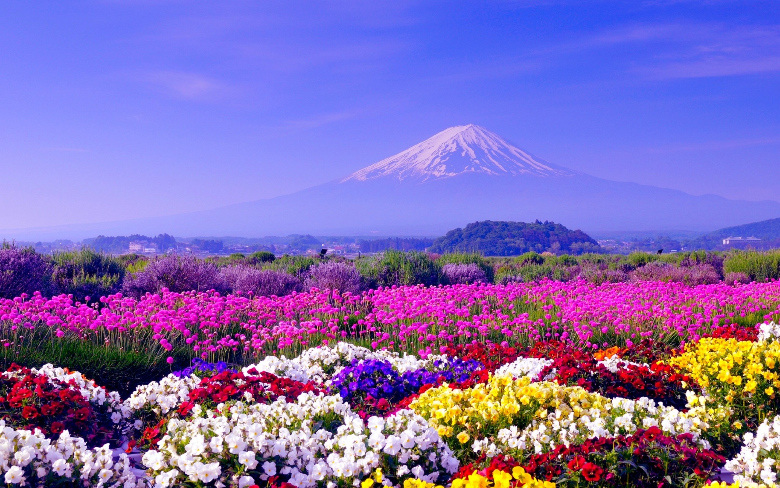 spring ppt slide pictures hd free download, great colorful flowers, mountain