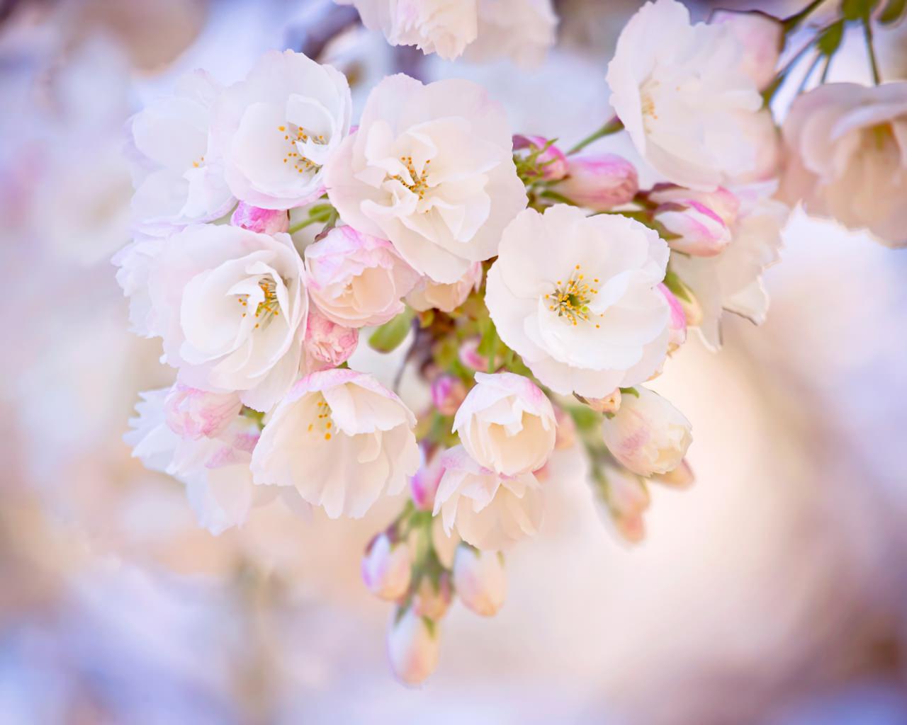 elegant white flowers, spring wallpapers free download, floral