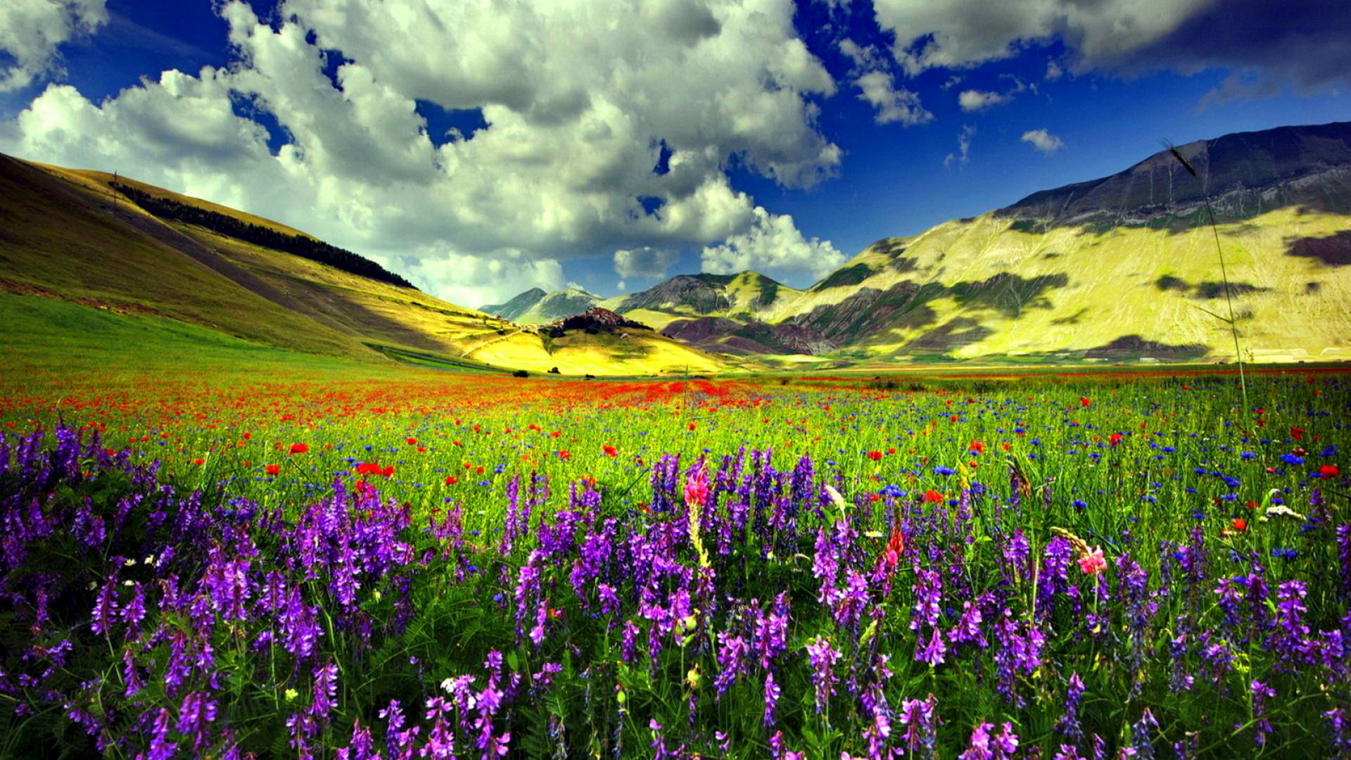 Mountains and spring florals pictures free backgrounds 