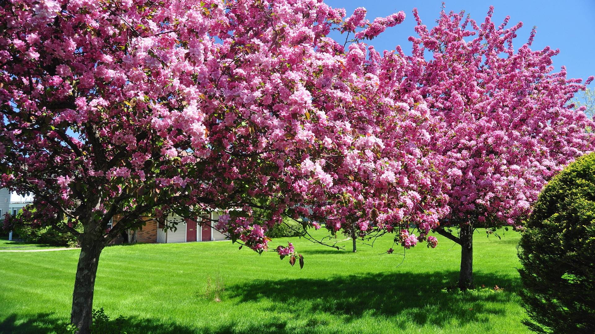 pink beautiful tree, spring desktop wallpapers backgrounds 