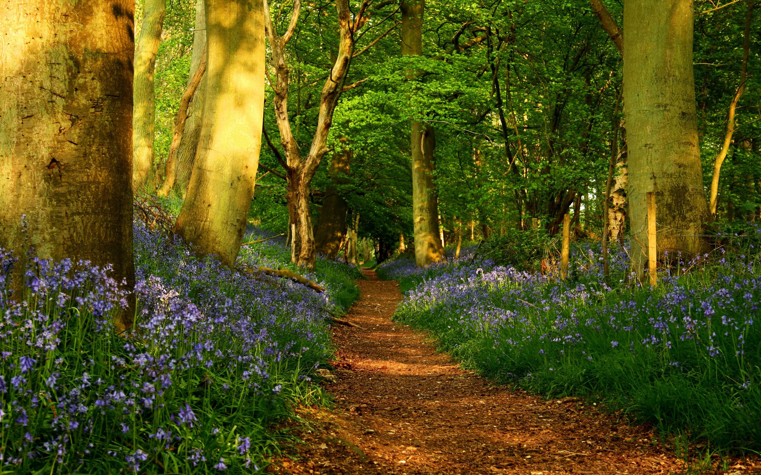 spring ppt images hd free, flower walk way, Forest