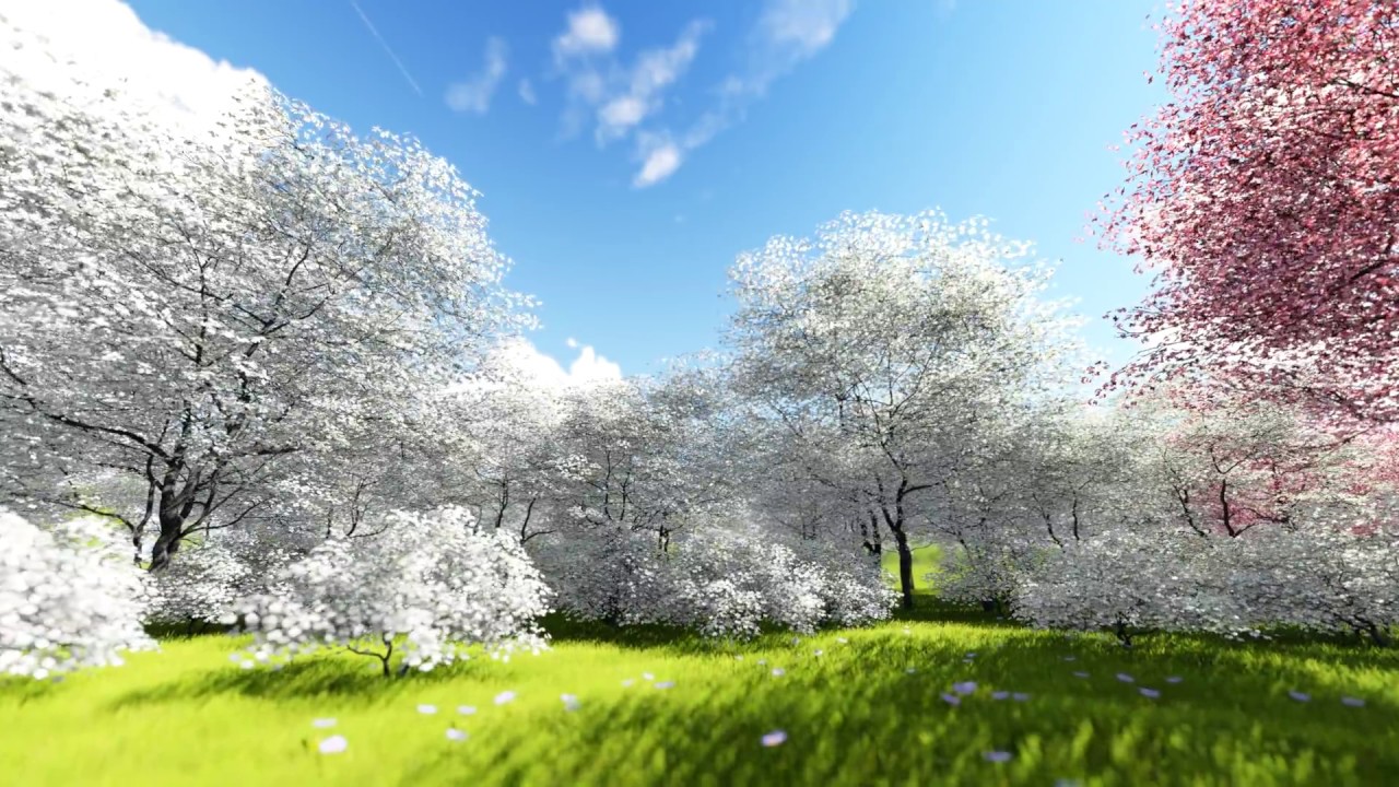 White pink spring trees photo free download