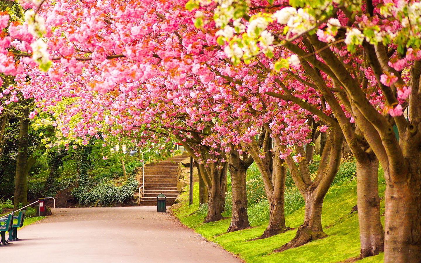beautiful road with trees, spring hd photos background, pink tree