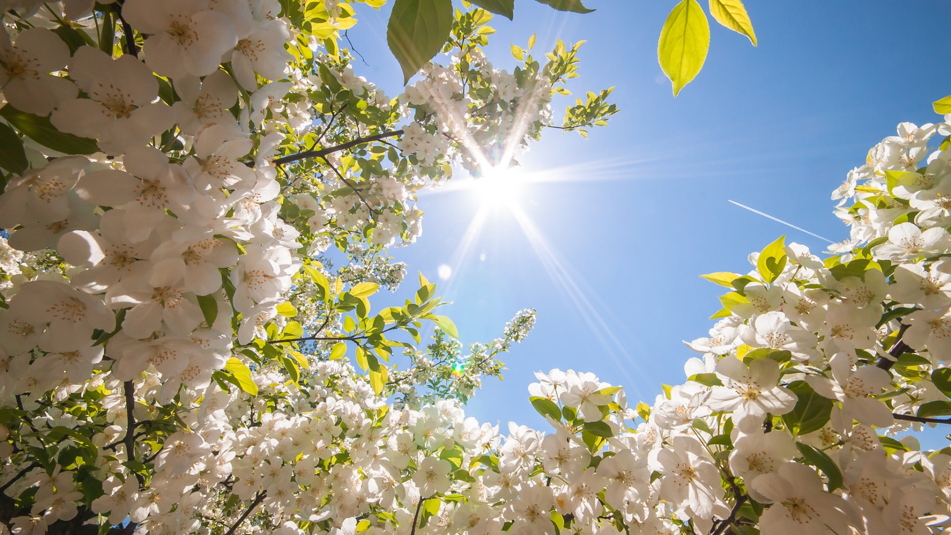 sunshine hitting white flowers spring pictures backgrounds hd free, nature, floral