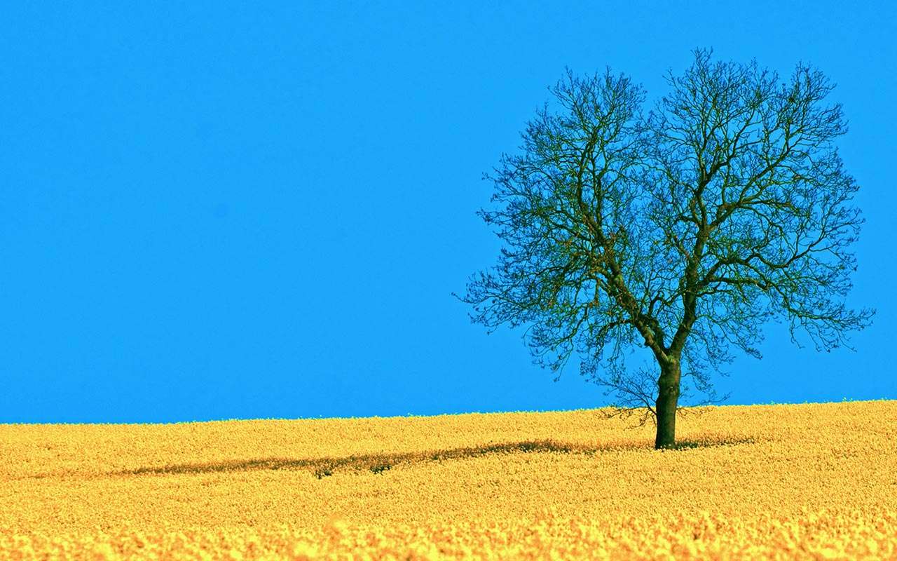 yellow field tree ppt template