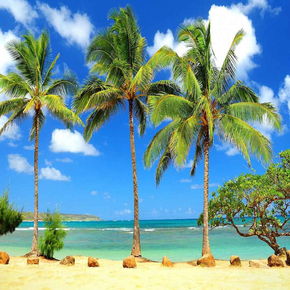 tropical beach backdrop computer printed scenic