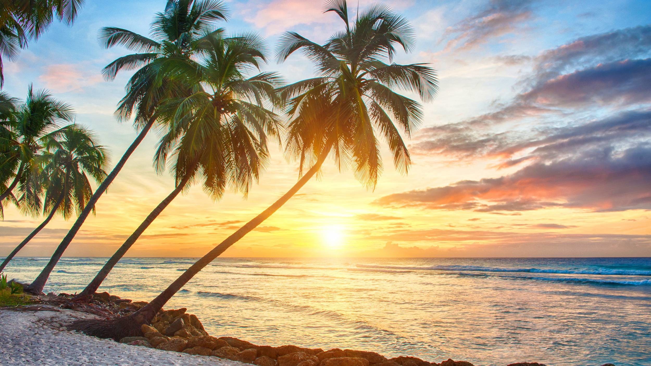 tropical desktop background images