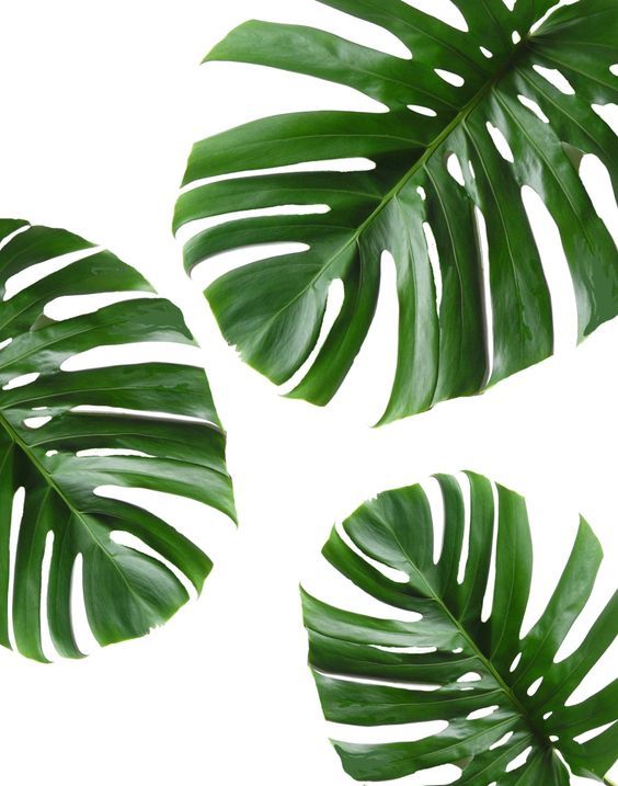 tropical leaves tropical leaf printable monstera leaves
