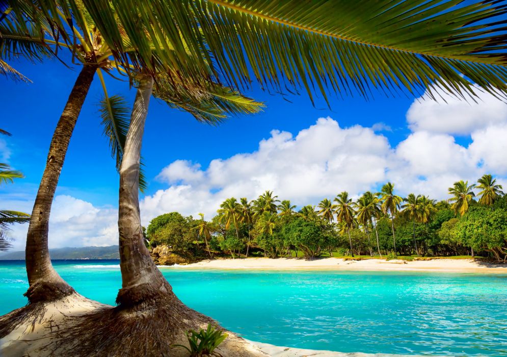 vacation beach summer tropical palms paradise ocean